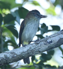 Attila spadiceus