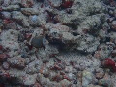 Novaculichthys taeniourus