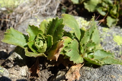 Primula hirsuta