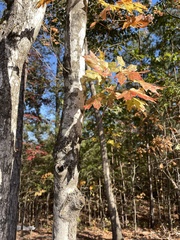 Acer leucoderme