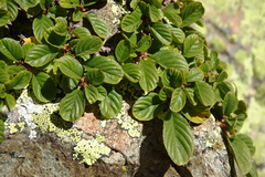 Rhamnus pumila