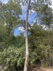 Liquidambar styraciflua