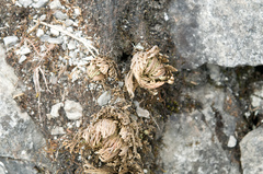 Selaginella tamariscina