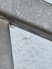 Latrodectus geometricus