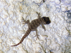 Mediodactylus kotschyi