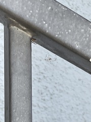 Latrodectus geometricus