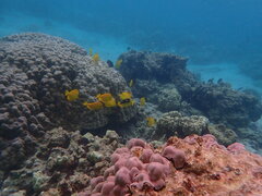 Chaetodon quadrimaculatus