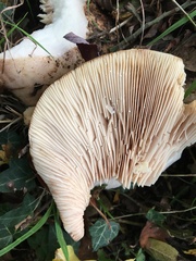 Lactarius controversus