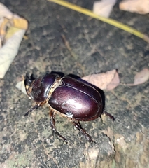 Oryctes nasicornis corniculatus