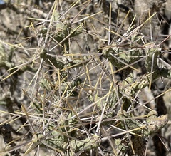 Cylindropuntia ramosissima