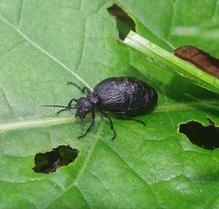 Meloe rugosus