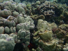 Gymnothorax meleagris