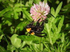 Bombus argillaceus