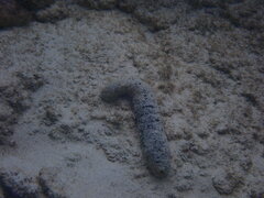 Holothuria mexicana
