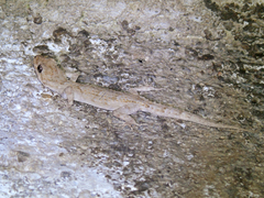 Mediodactylus kotschyi
