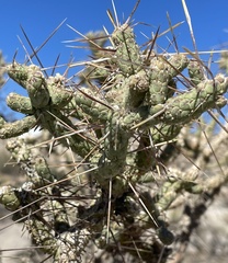 Cylindropuntia ramosissima