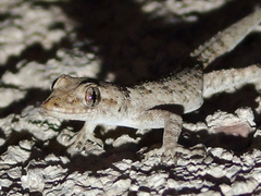 Mediodactylus kotschyi