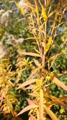 Solidago gigantea