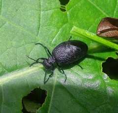 Meloe rugosus