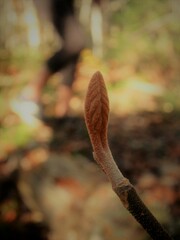 Viburnum lantanoides