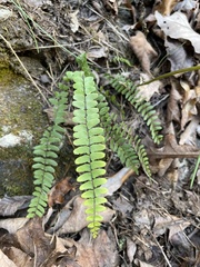 Asplenium resiliens
