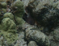 Plagiotremus goslinei