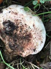 Lactarius controversus