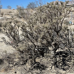 Cylindropuntia ramosissima