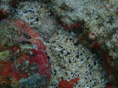 Synchiropus rosulentus