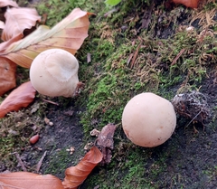Lycoperdon pratense