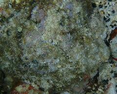 Synchiropus rosulentus