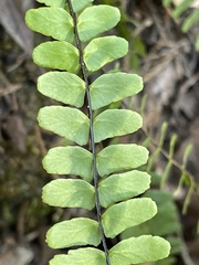 Asplenium resiliens