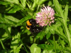 Bombus argillaceus