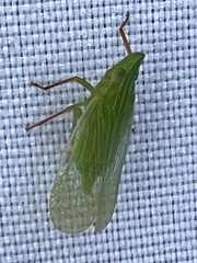 Rhynchomitra recurva