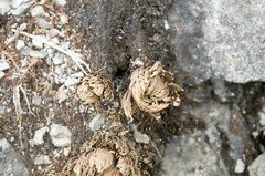 Selaginella tamariscina