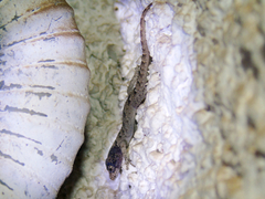 Mediodactylus kotschyi