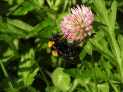 Bombus argillaceus
