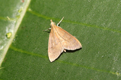 Pyraustinae