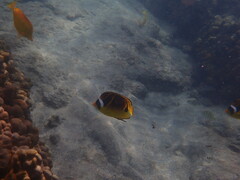 Chaetodon lunula