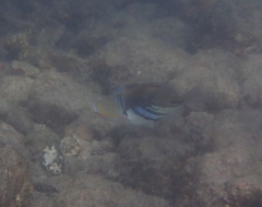 Rhinecanthus aculeatus