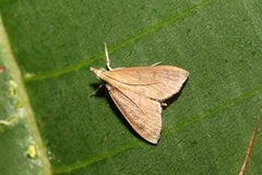 Pyraustinae