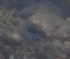 Rhinecanthus aculeatus