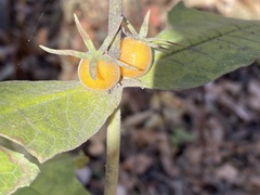 Triosteum