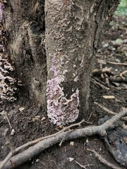 Chondrostereum purpureum