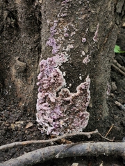 Chondrostereum purpureum