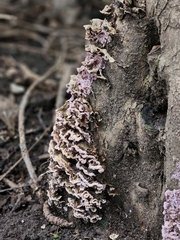 Chondrostereum purpureum