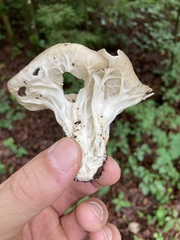 Helvella costifera
