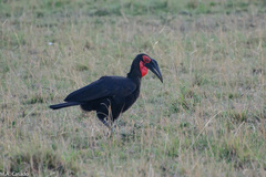 Bucorvus leadbeateri