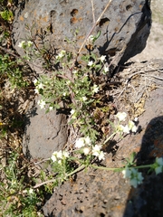 Parthenium bipinnatifidum