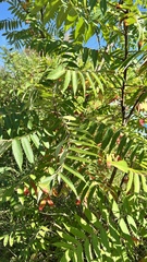 Rhus typhina